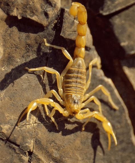 escorpião amarelo